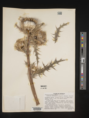 Cirsium horridulum image