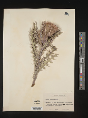 Cirsium horridulum image