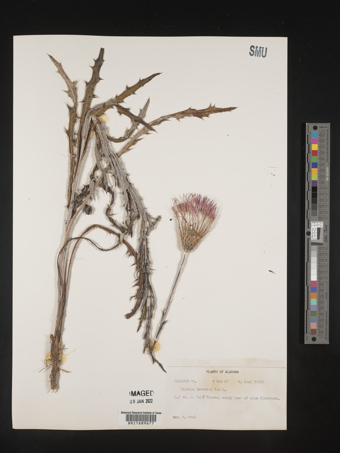 Cirsium lecontei image