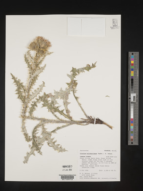 Cirsium proteanum image
