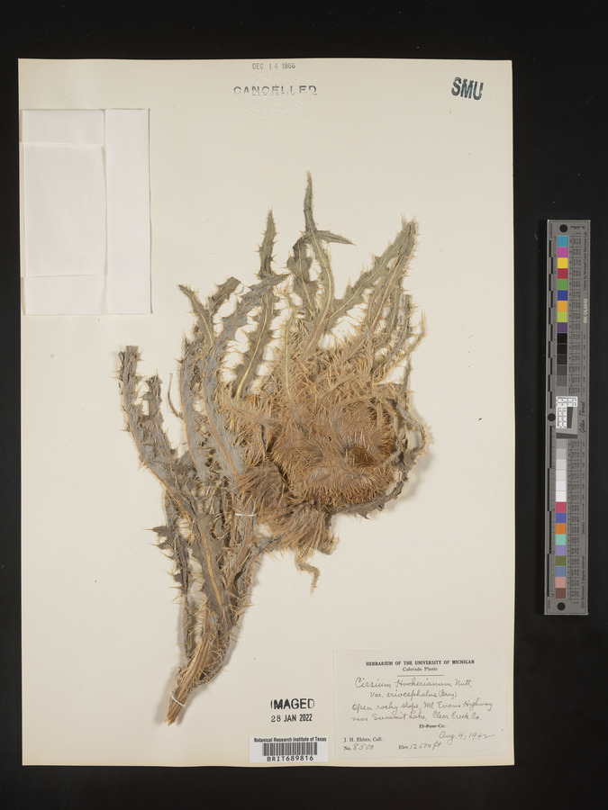 Cirsium scopulorum image