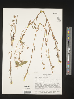 Conyza coronopifolia image