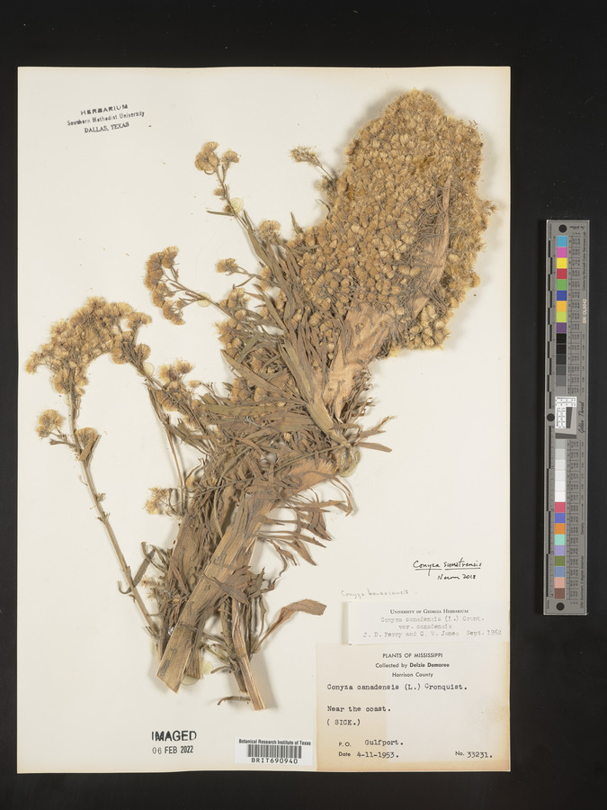 Erigeron sumatrensis image