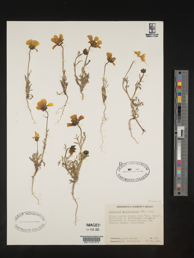 Coreopsis calliopsidea image