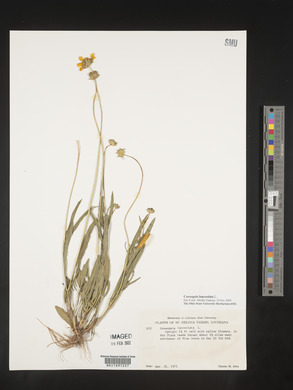 Coreopsis lanceolata image