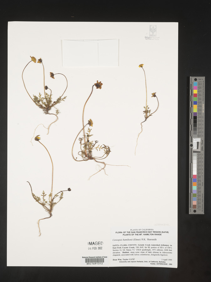 Coreopsis hamiltonii image
