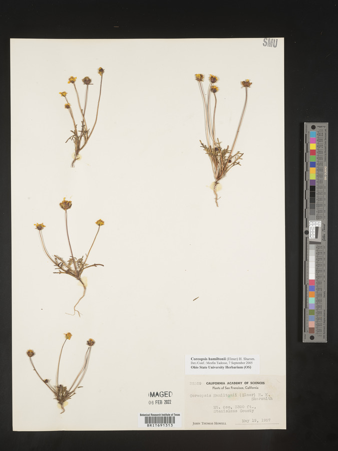 Coreopsis hamiltonii image