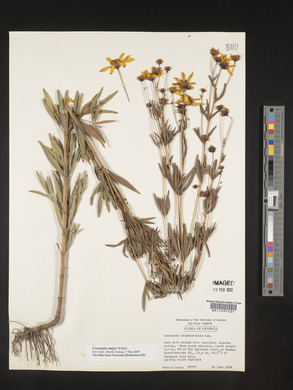 Coreopsis major image