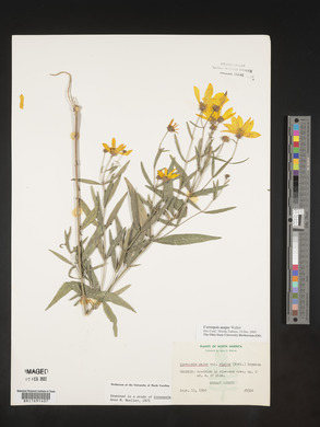 Coreopsis major image