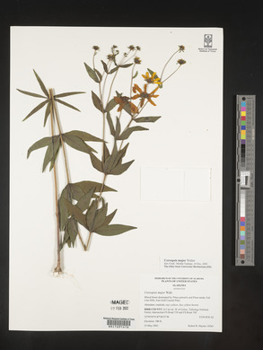 Coreopsis major image