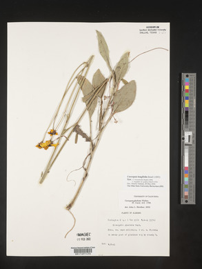 Coreopsis gladiata image