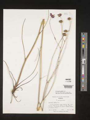 Coreopsis nudata image