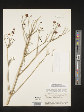 Coreopsis tinctoria image