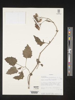 Crassocephalum picridifolium image