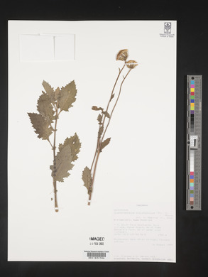 Crassocephalum picridifolium image