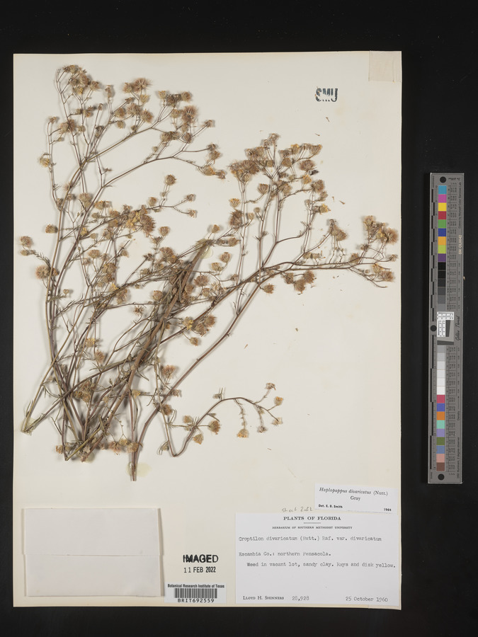 Croptilon divaricatum image