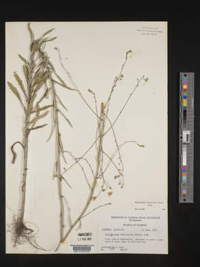 Croptilon divaricatum image