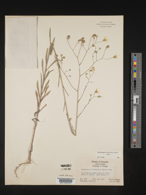 Croptilon divaricatum image
