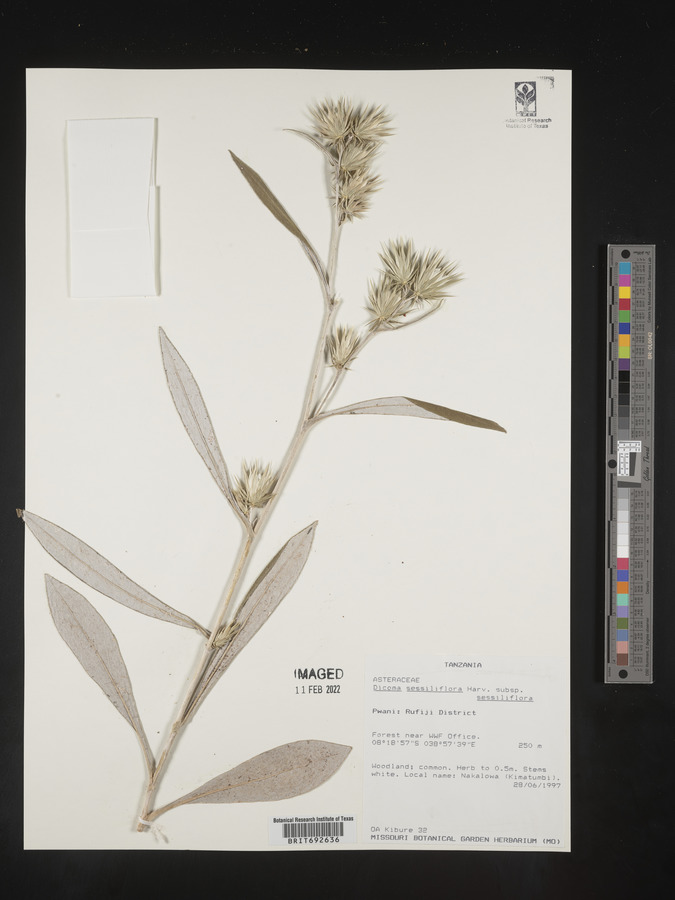 Macledium sessiliflorum image