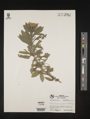 Chrysopsis pilosa image