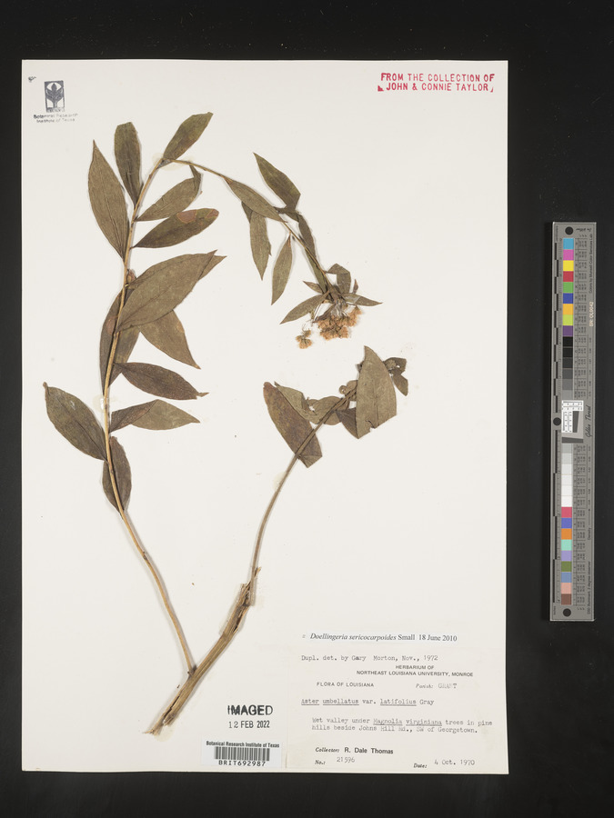 Doellingeria sericocarpoides image