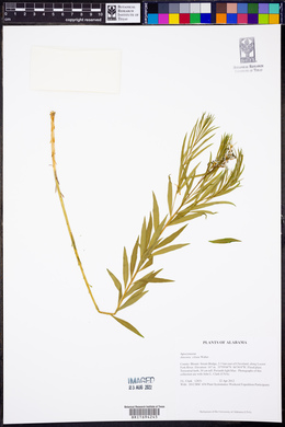 Amsonia ciliata image