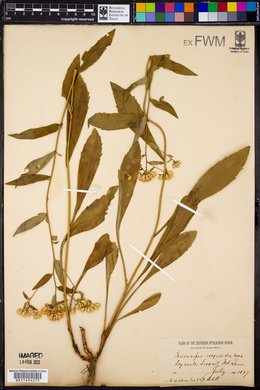 Sericocarpus conyzoides image