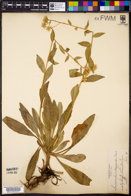Sericocarpus conyzoides image