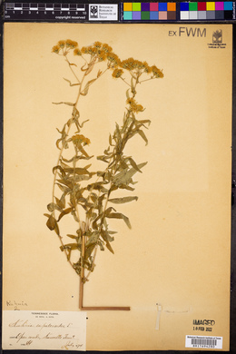 Kuhnia eupatorioides image