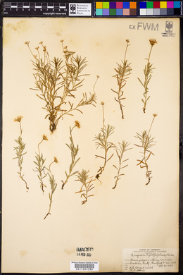 Erigeron hyssopifolius image