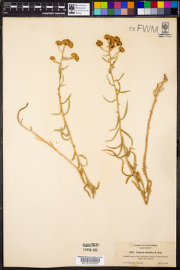 Erigeron inornatus image