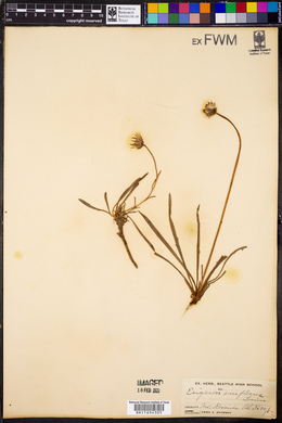 Erigeron uniflorus image