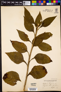 Verbesina virginica image