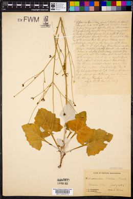 Adenocaulon bicolor image