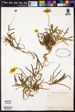Baeria macrantha image