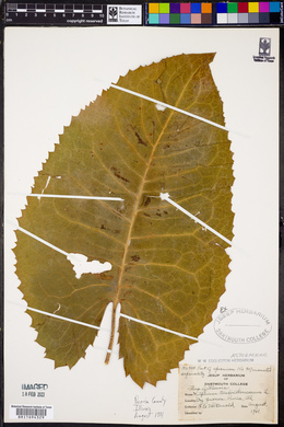 Silphium terebinthinaceum image