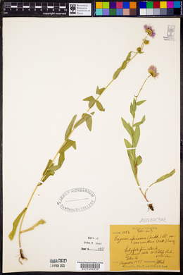 Erigeron speciosus image
