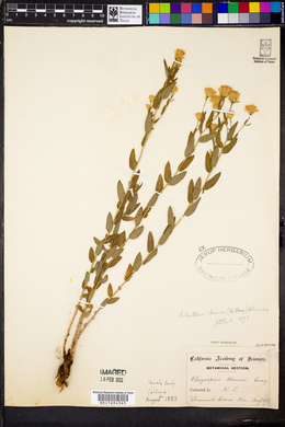 Eucephalus breweri image