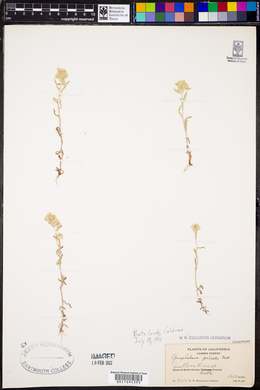 Gnaphalium palustre image