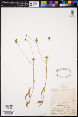 Tolpis barbata image