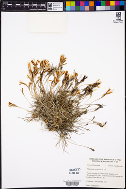 Tillandsia recurvata image