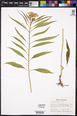 Asclepias perennis image