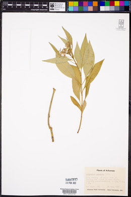 Asclepias perennis image