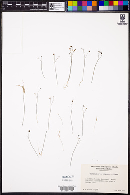 Utricularia viscosa image