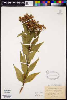 Vernonia noveboracensis image