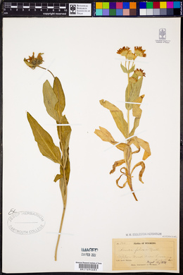 Arnica chamissonis var. andina image