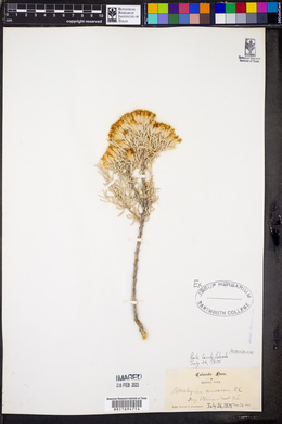 Tetradymia canescens image