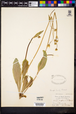 Krigia biflora image