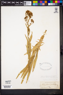 Mulgedium pulchellum image
