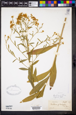 Boltonia asteroides var. asteroides image